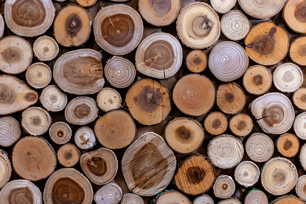 Les essences de bois et leurs qualits uniques